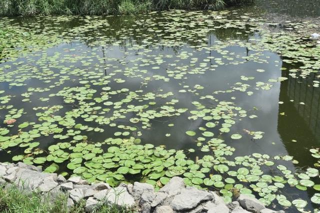 加了CPL滤镜后的池塘效果