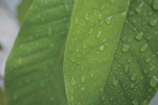 同叶片未加CPL滤镜对比