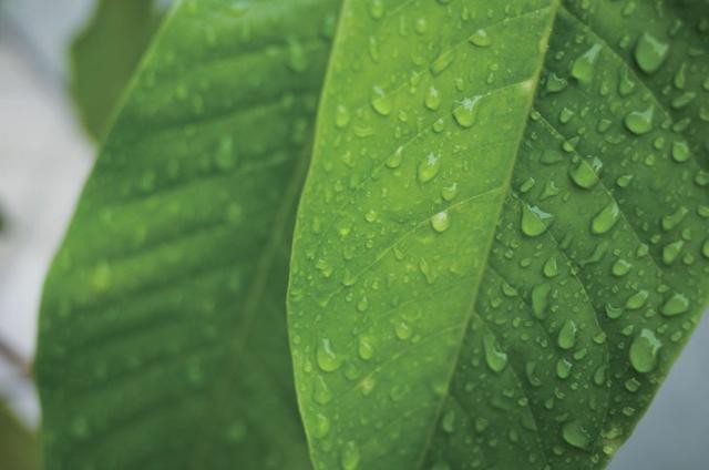 同叶片加CPL滤镜对比