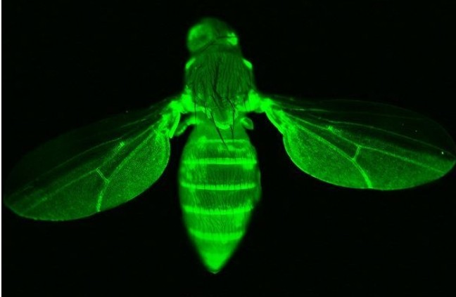 高精度滤光片对荧光成像的影响