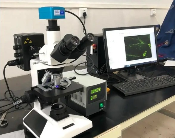 荧光显微镜成像