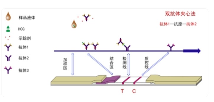 荧光免疫层析原理