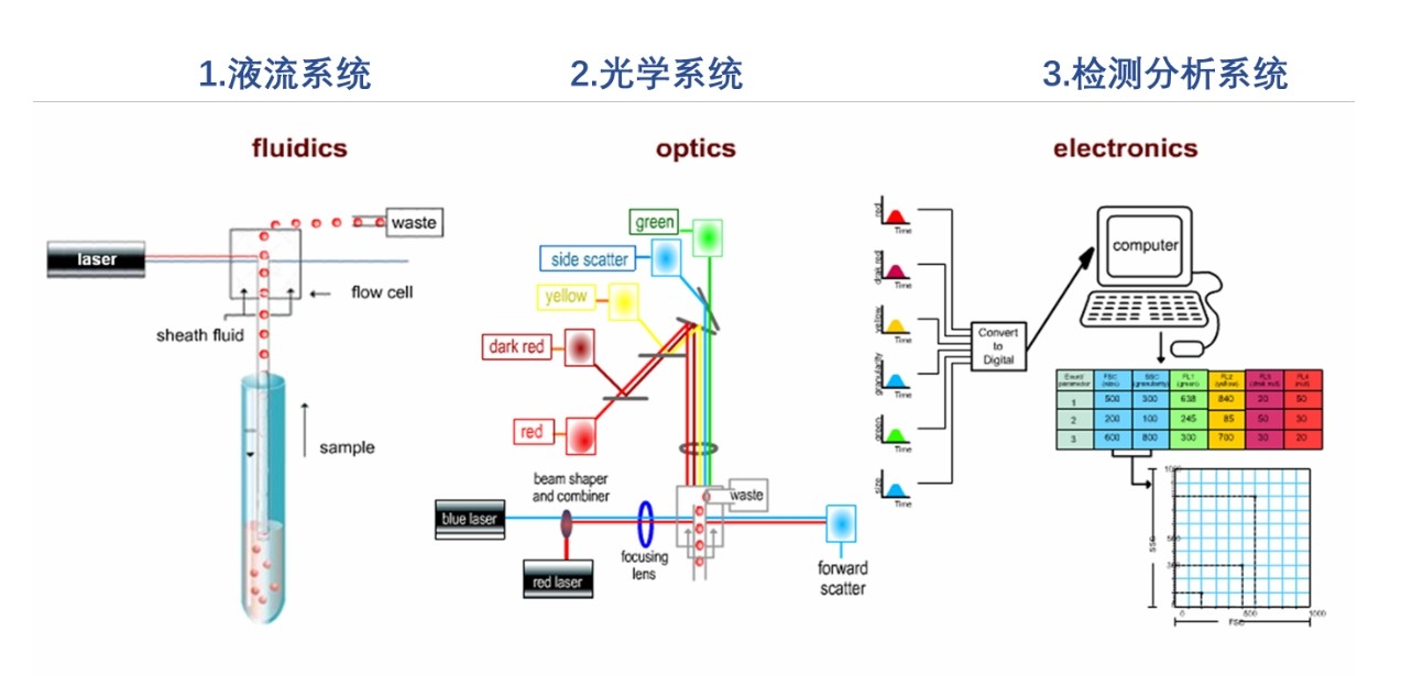 流式细胞仪原理图