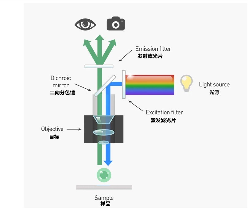 二向色镜荧光显微镜分析应用原理图