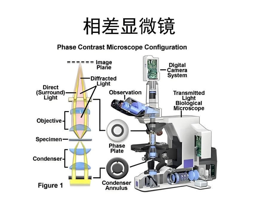 相差显微镜的结构