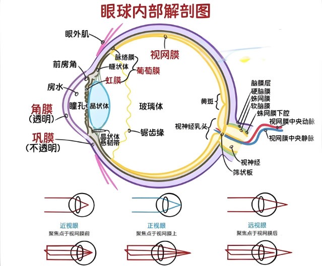 视网膜眼科中不同波长滤光片的应用