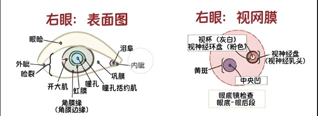 眼睛视网膜