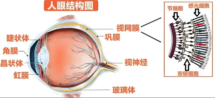 人眼结构图