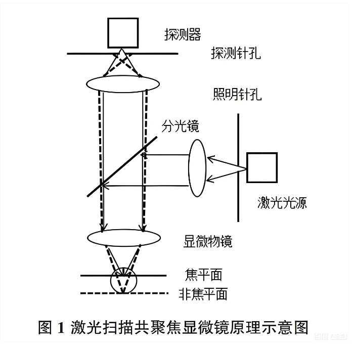 激光扫描共聚焦显微镜原理示意图