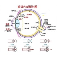 视网膜眼科中不同波长滤光片的应用